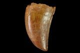 Serrated, Baby Carcharodontosaurus Tooth - Morocco #159307-1